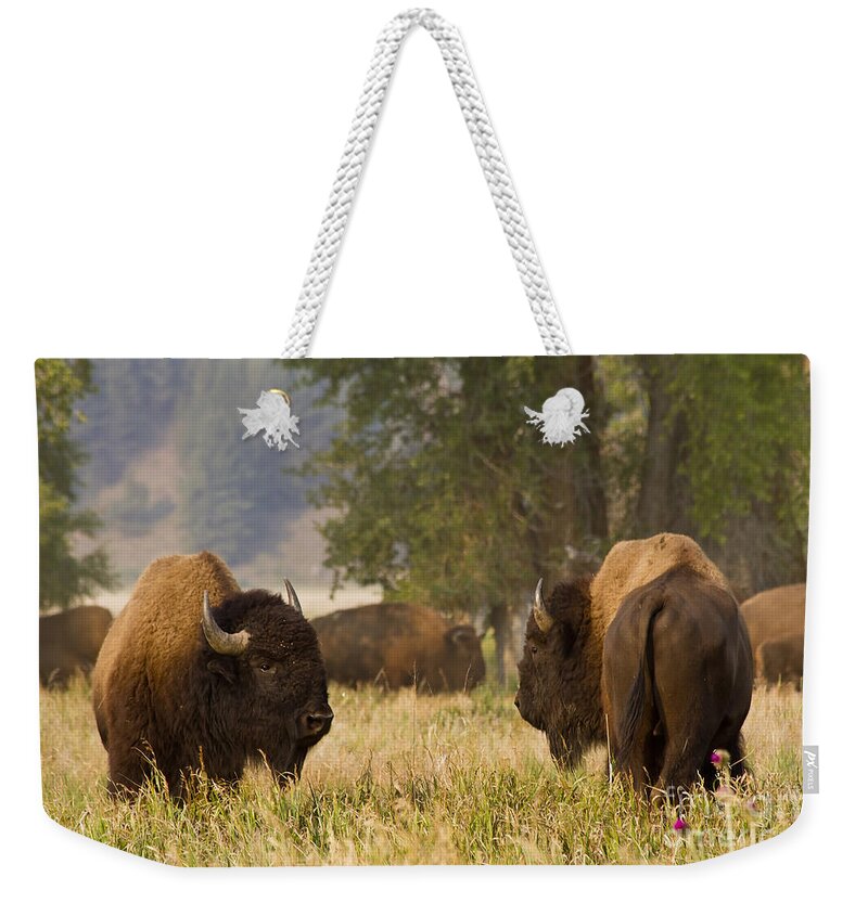 Animal Weekender Tote Bag featuring the photograph Ready to Fight by Teresa Zieba