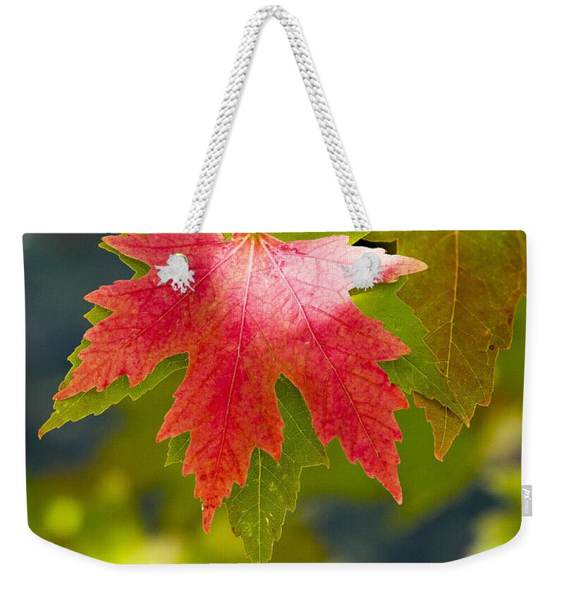 Arboretum Weekender Tote Bag featuring the photograph Red And Green by Steven Ralser
