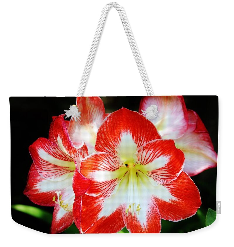 Lily Weekender Tote Bag featuring the photograph Red And White Amaryllis by Cynthia Guinn