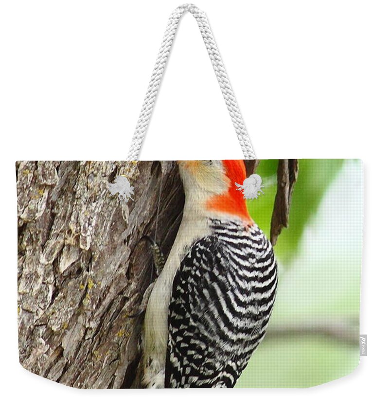  Weekender Tote Bag featuring the photograph Red-Belly Grubbin' by Robert Frederick