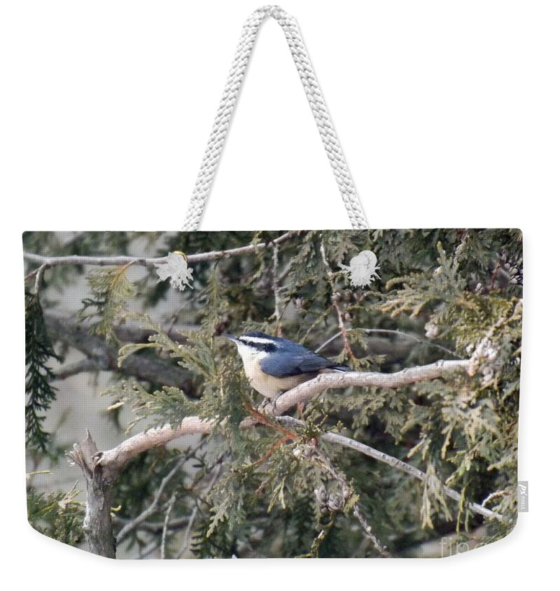Bird Weekender Tote Bag featuring the photograph Red Breasted Nuthatch by Brenda Brown