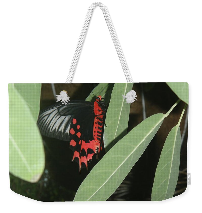 Butterfly Weekender Tote Bag featuring the photograph Red Butterfly by Robert Nickologianis