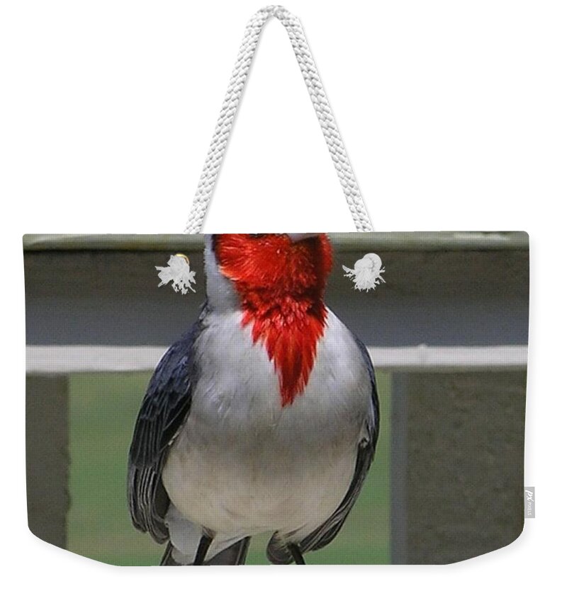 Birds Weekender Tote Bag featuring the photograph Red Crested Cardinal by Mary Deal