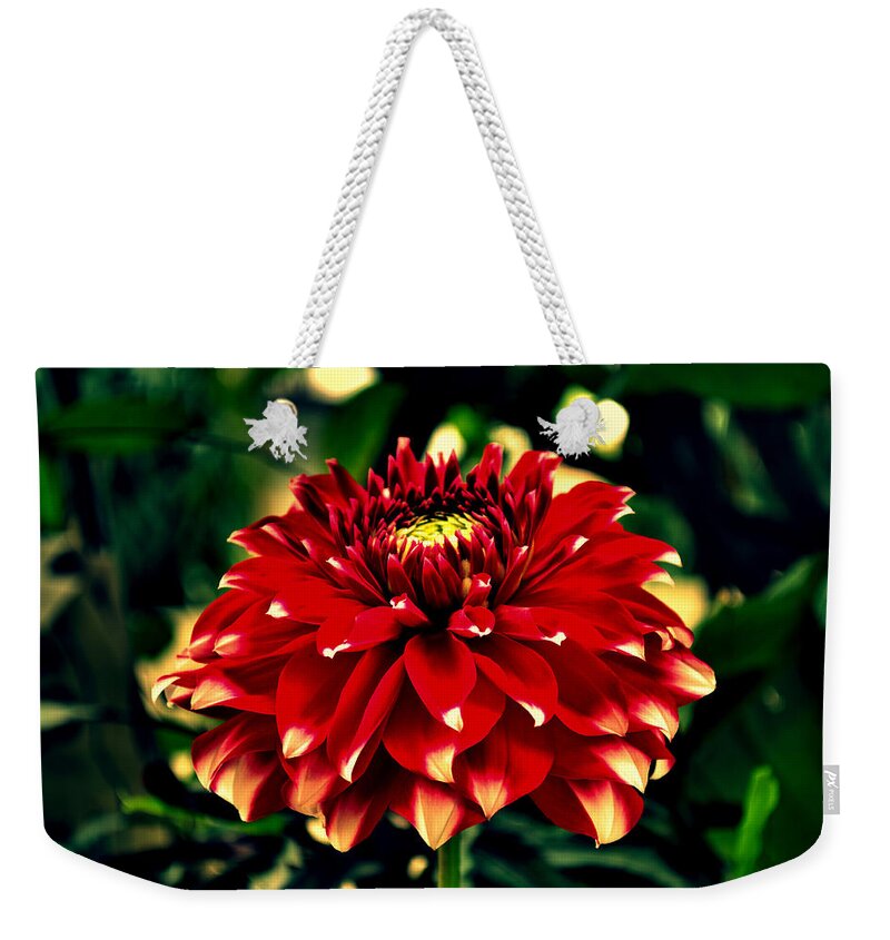 Wallpaper Buy Art Print Phone Case T-shirt Beautiful Duvet Case Pillow Tote Bags Shower Curtain Greeting Cards Mobile Phone Apple Android Nature Red Flower Flora Dahlia Plants Leaf Green Hdr Photography Salman Ravish Khan Weekender Tote Bag featuring the photograph Red Dahlia by Salman Ravish