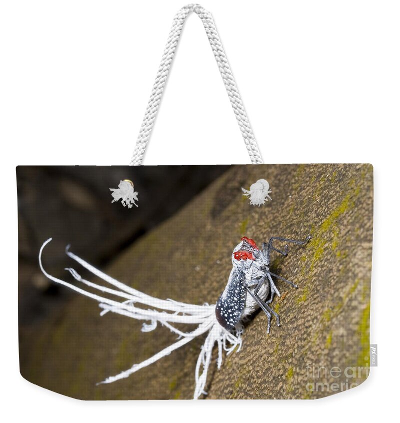 Peru Weekender Tote Bag featuring the photograph Red-dotted Planthopper by Gregory G. Dimijian, M.D.
