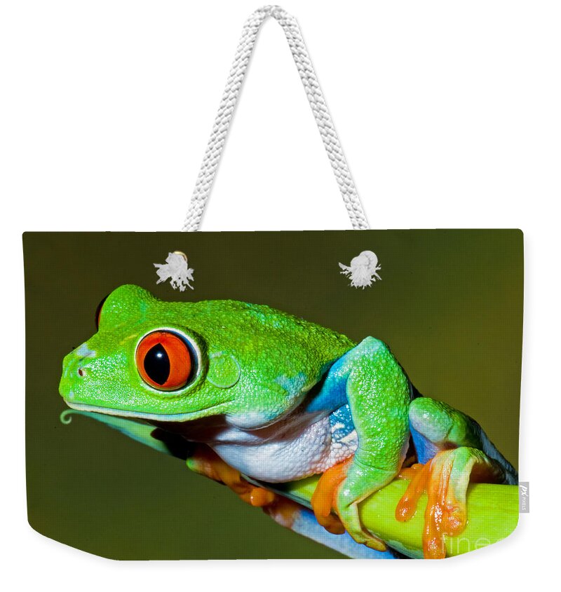 Nature Weekender Tote Bag featuring the photograph Red Eye Tree Frog by Millard H Sharp