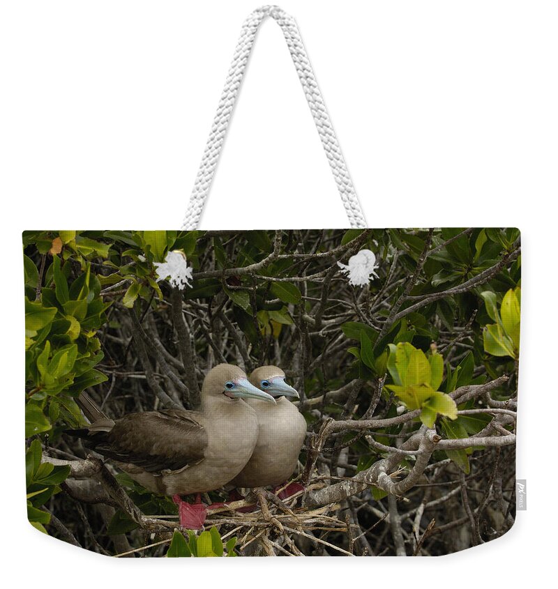 Feb0514 Weekender Tote Bag featuring the photograph Red-footed Boobies Nesting Galapagos by Pete Oxford