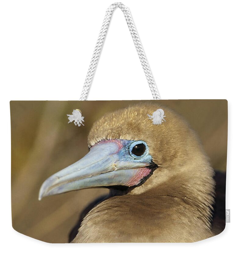 Feb0514 Weekender Tote Bag featuring the photograph Red-footed Booby Incubating Eggs by Tui De Roy