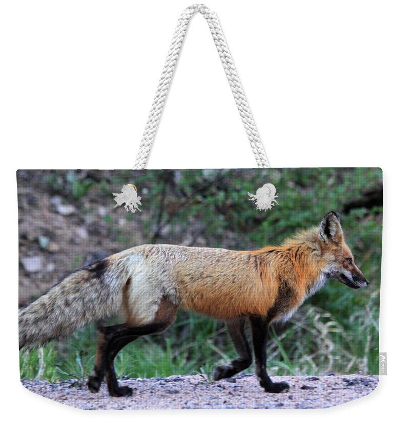 Red Fox Weekender Tote Bag featuring the photograph Red Fox by Shane Bechler