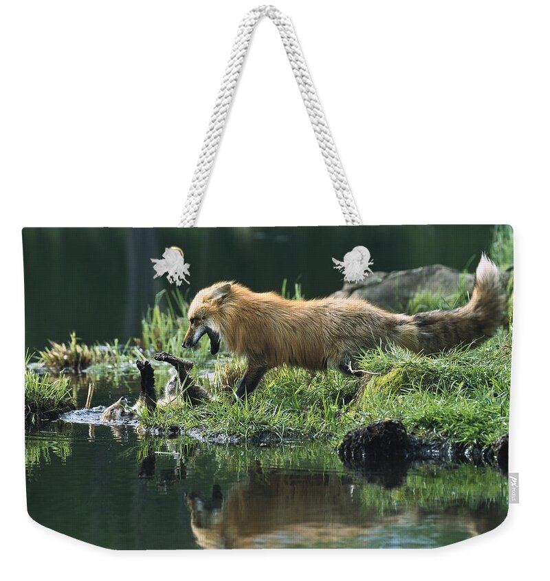 00197760 Weekender Tote Bag featuring the photograph Red Fox Mother Playing with Kit by Konrad Wothe