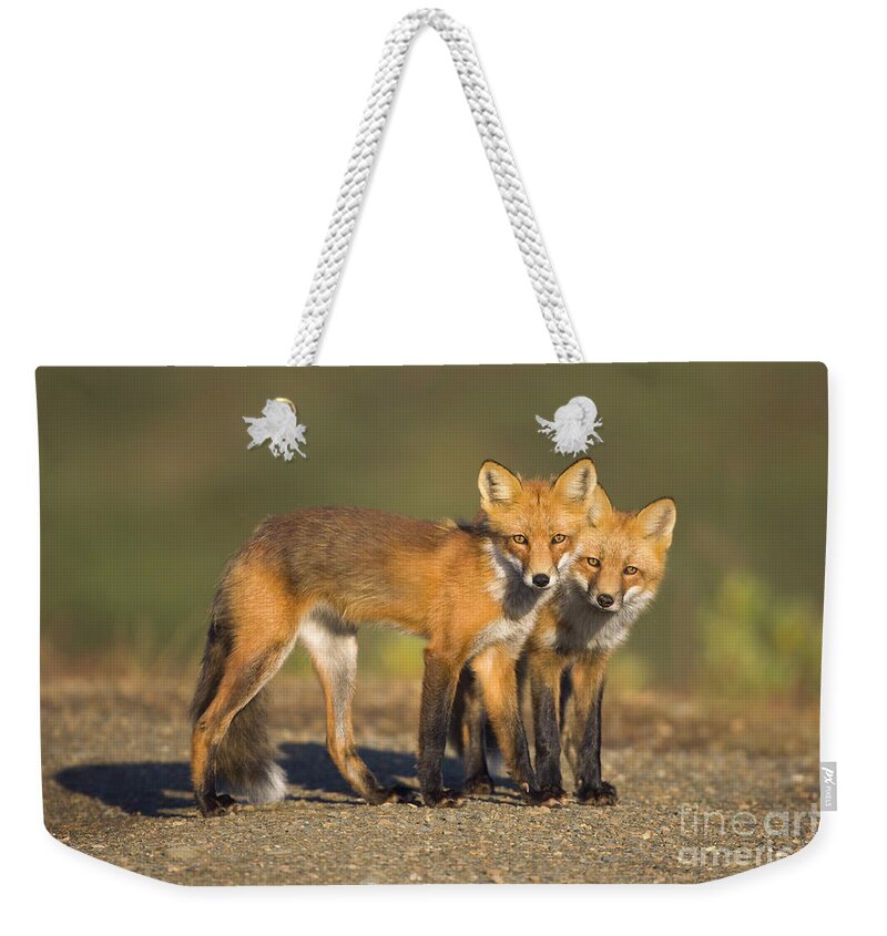 00440913 Weekender Tote Bag featuring the photograph Red Fox Siblings in Denali by Yva Momatiuk John Eastcott