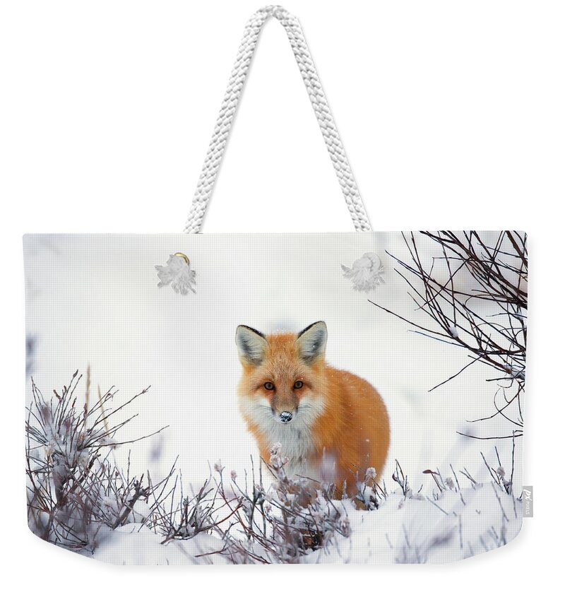 Three Quarter Length Weekender Tote Bag featuring the photograph Red Fox Vulpes Vulpes In The Snow Along by Robert Postma / Design Pics