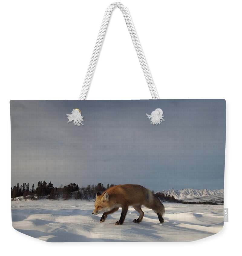 Feb0514 Weekender Tote Bag featuring the photograph Red Fox Walking In Snow Alaska by Michael Quinton