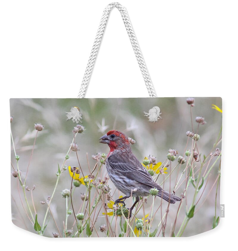 Animal Weekender Tote Bag featuring the photograph Red House Finch in Flowers by Robert Frederick