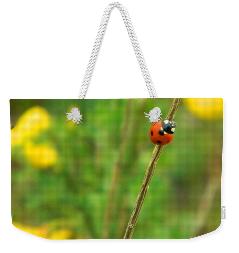 Ladybug Weekender Tote Bag featuring the photograph Red Ladybug by Gallery Of Hope 