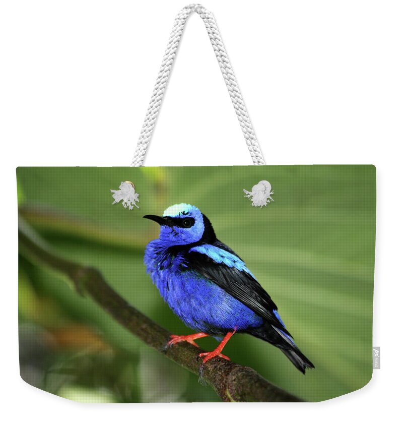 Blue Bird Weekender Tote Bag featuring the photograph Red legged honeycreeper by James Brunker
