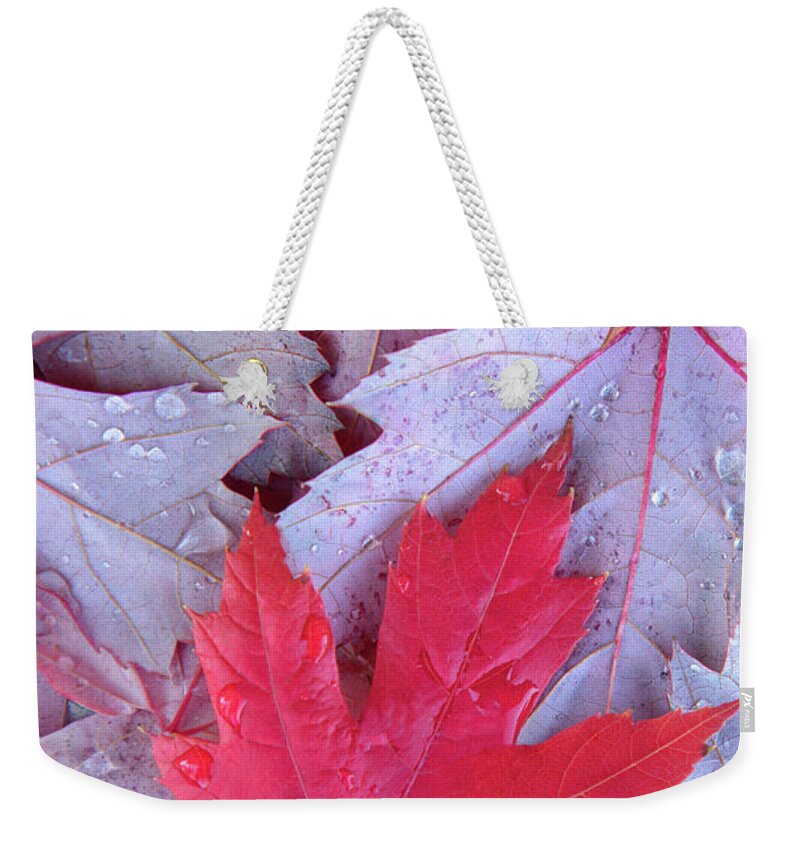 Outdoors Weekender Tote Bag featuring the photograph Red Maple Leaf by Grant Faint
