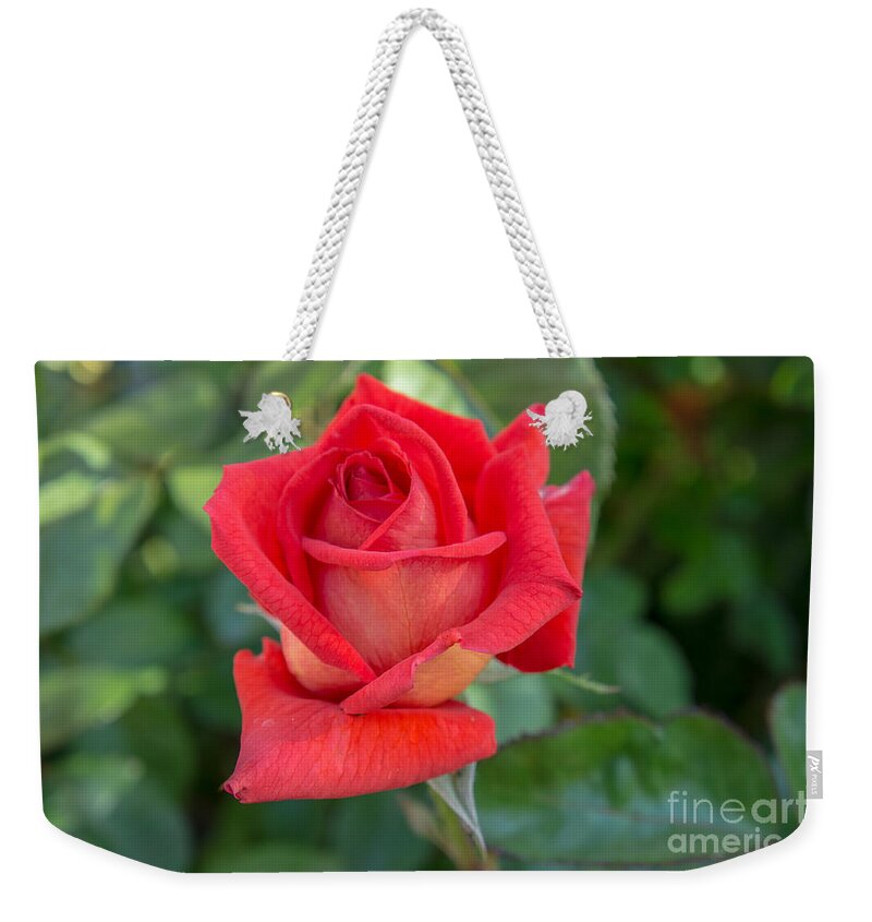Rose Weekender Tote Bag featuring the photograph Red Rose by Weir Here And There