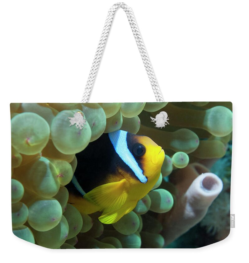 One Animal Weekender Tote Bag featuring the photograph Red Sea Anemonefish Or Clownfish by Georgette Douwma