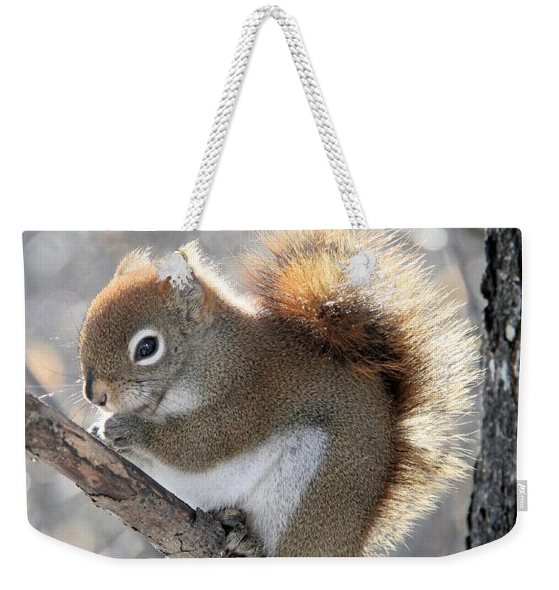 Tamiasciurus Hudsonicus Weekender Tote Bag featuring the photograph Red Squirrel by Doris Potter