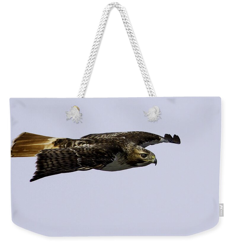 Red-tailed Hawk Weekender Tote Bag featuring the photograph Red-tailed Hawk in Flight 2 by Thomas Young