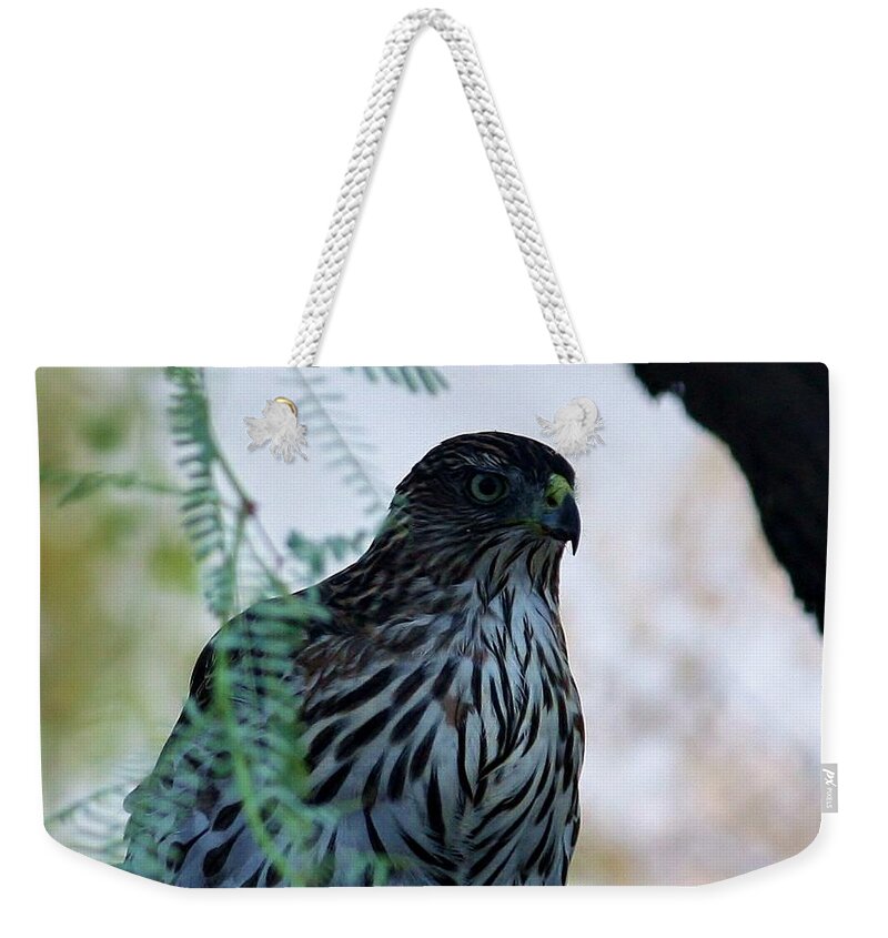 Bird Weekender Tote Bag featuring the photograph Red tailed Hawk by Marcia Breznay
