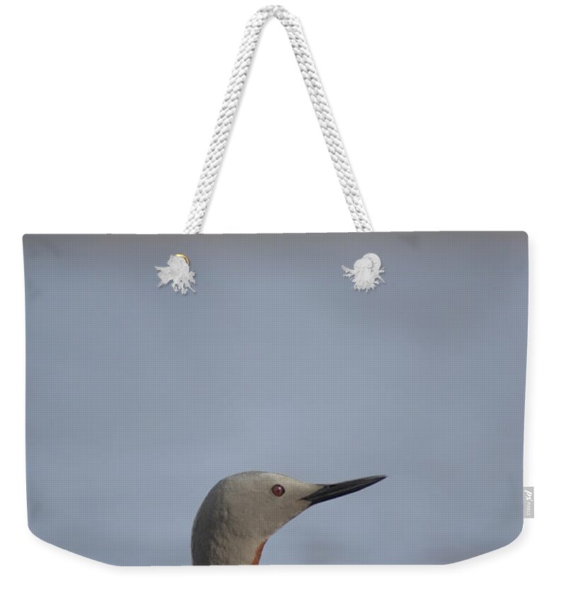 Feb0514 Weekender Tote Bag featuring the photograph Red-throated Loon In Water Alaska by Michael Quinton