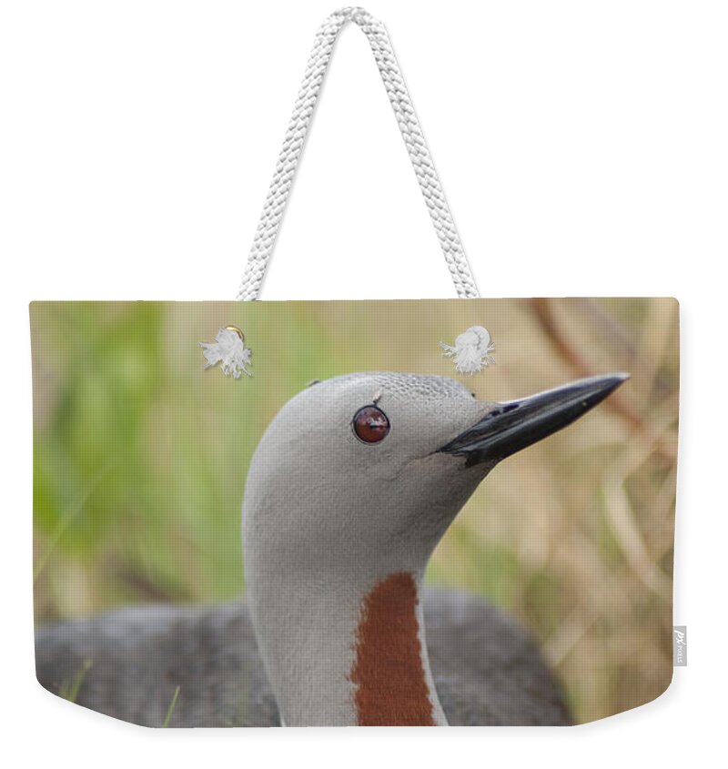530795 Weekender Tote Bag featuring the photograph Red-throated Loon On Nest Alaska by Michael Quinton