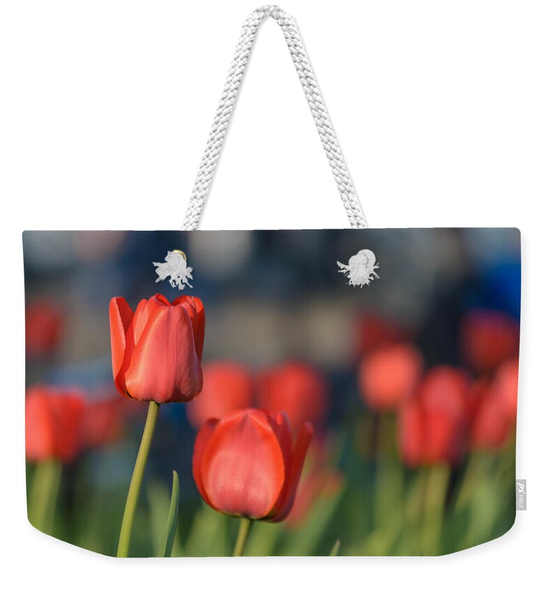 Bloom Weekender Tote Bag featuring the photograph Red Tuips by Michael Goyberg