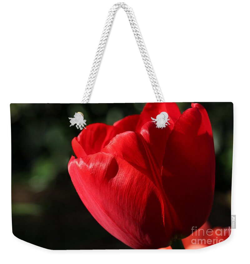 Flower Weekender Tote Bag featuring the photograph Red Tulip by Todd Blanchard