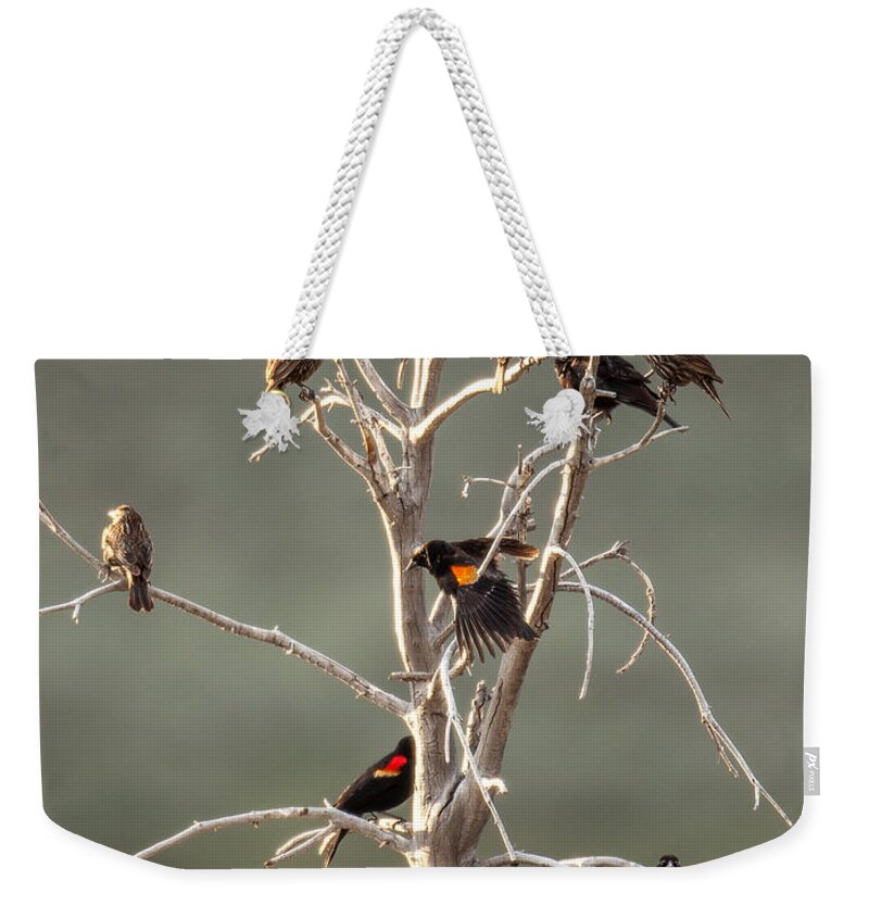 Bird Weekender Tote Bag featuring the photograph Red Wing Gathering by Kevin Dietrich