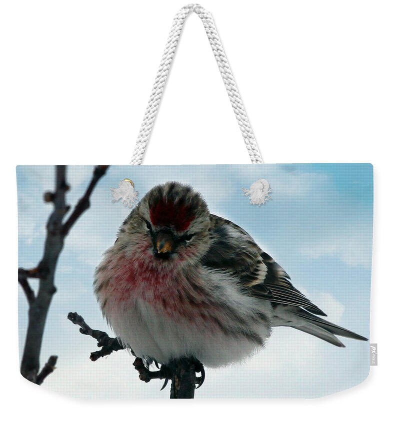 Redpoll Weekender Tote Bag featuring the photograph Redpoll by Jackson Pearson