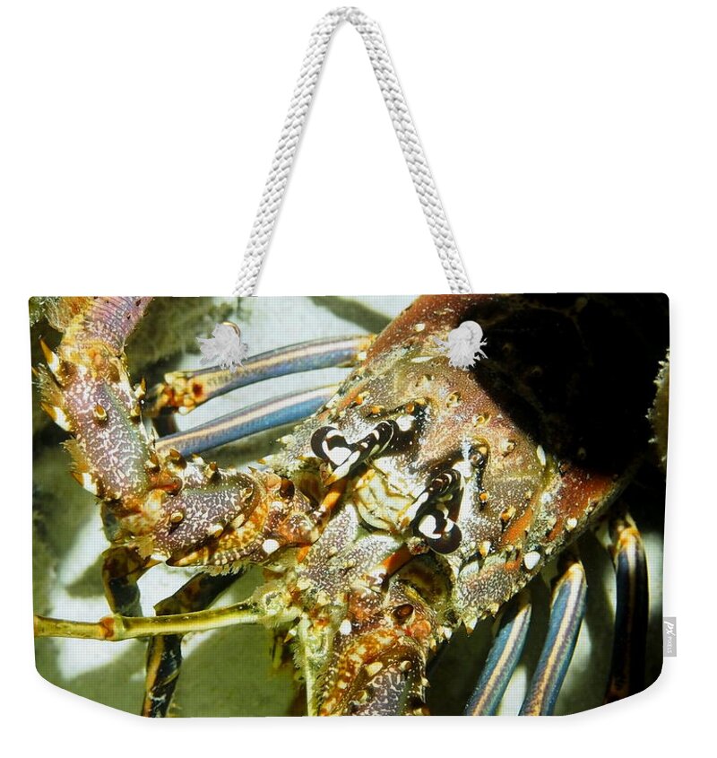 Nature Weekender Tote Bag featuring the photograph Reef Lobster Close Up Spotlight by Amy McDaniel