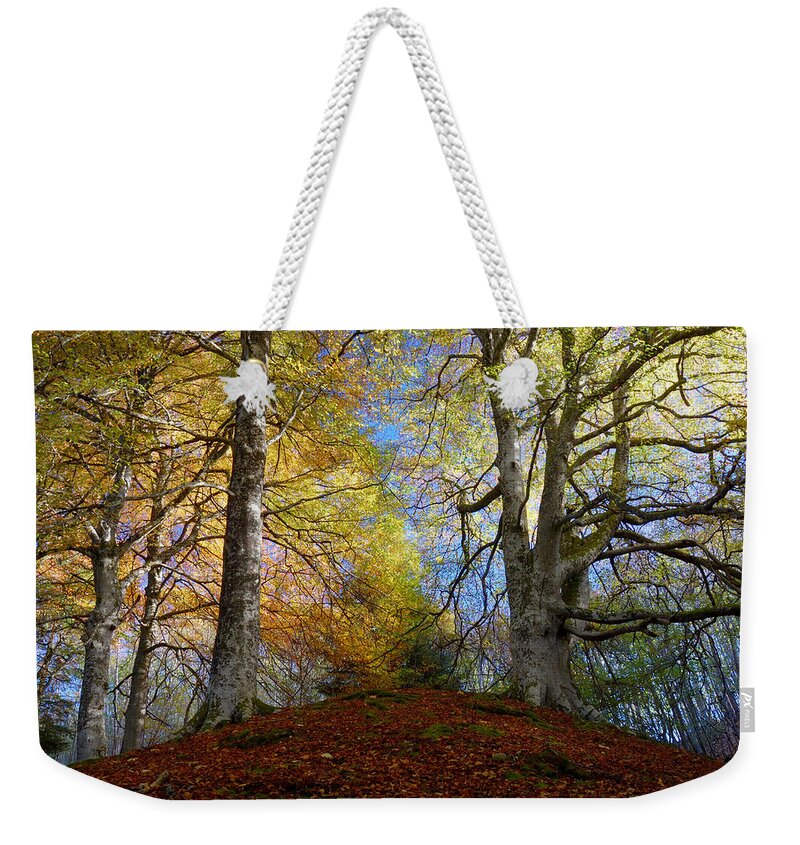 Reelig Forest Walk Weekender Tote Bag featuring the photograph Reelig Forest by Gavin Macrae