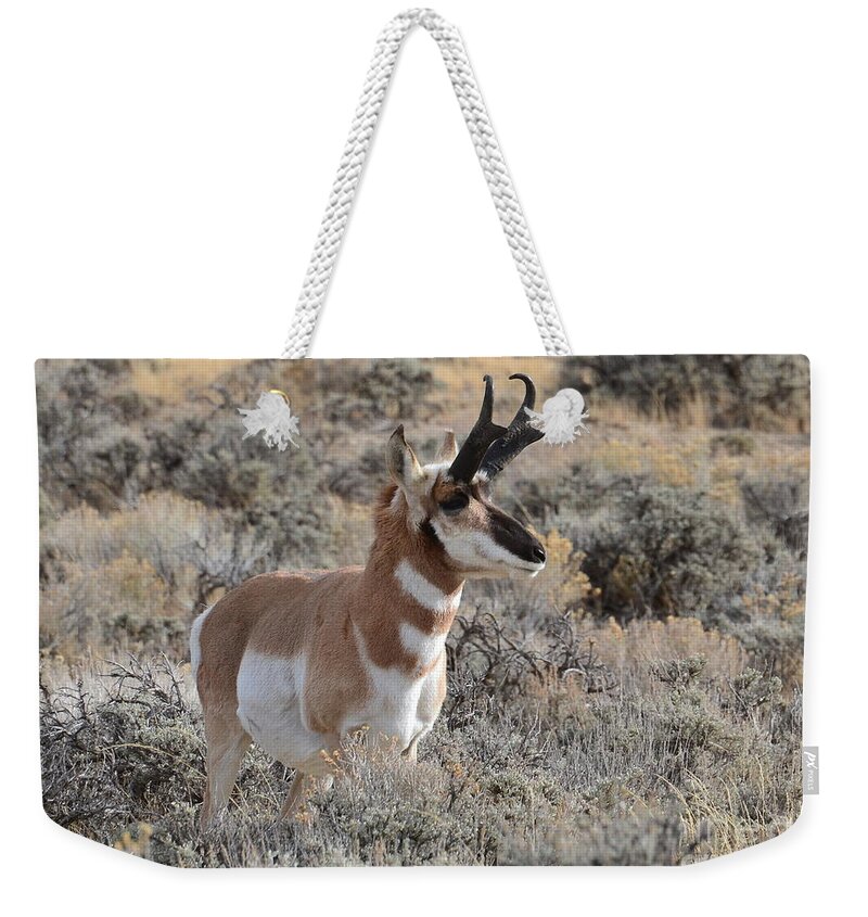 Antelope Weekender Tote Bag featuring the photograph Regal Patriarch by Dorrene BrownButterfield