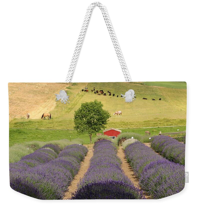 Lavender Farm Weekender Tote Bag featuring the photograph Resting in the Lavender Field by Carol Groenen