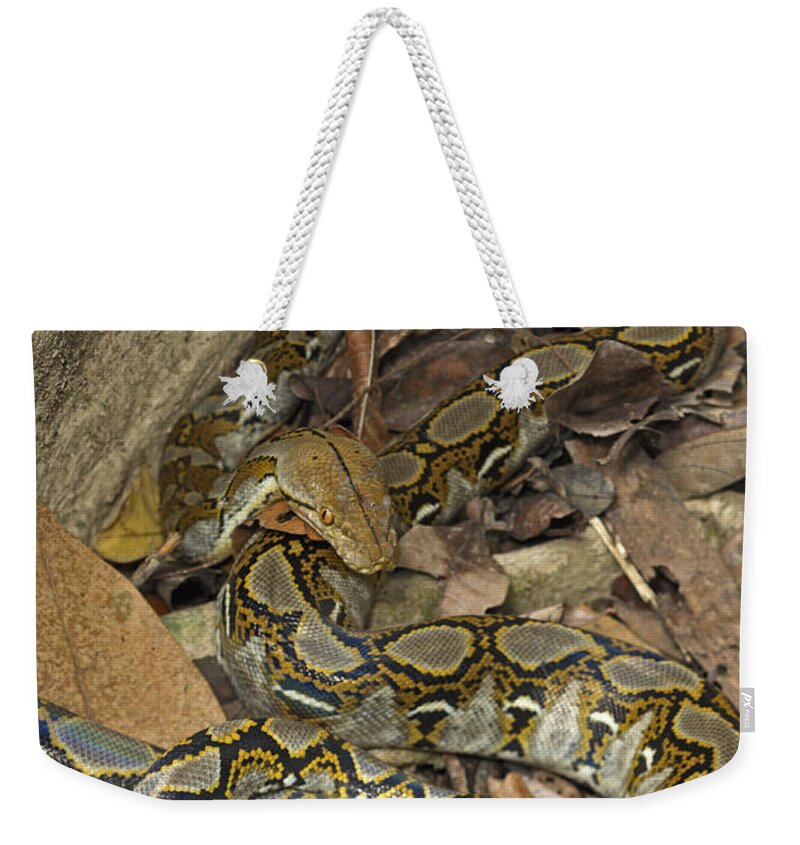 Reticulated Python Weekender Tote Bag featuring the photograph Reticulated Python by Chris Mattison/FLPA