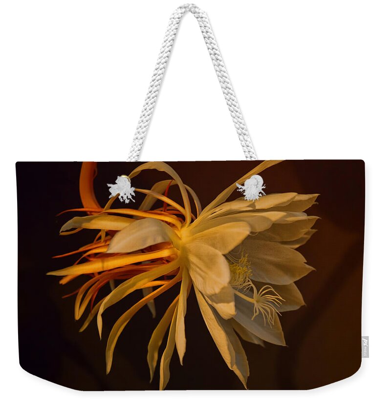 Night Blooming Cereus Weekender Tote Bag featuring the photograph Return Of The Night Bloomer by Sue Capuano