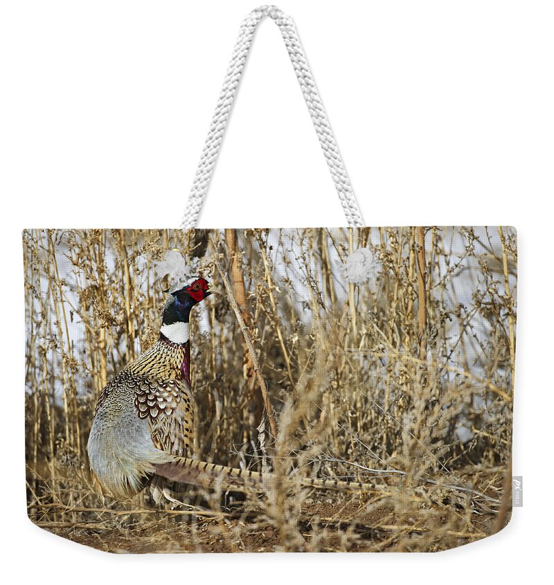 Ringneck Rooster Pheasant Weekender Tote Bag featuring the photograph Ring Neck Phesant by Gary Langley