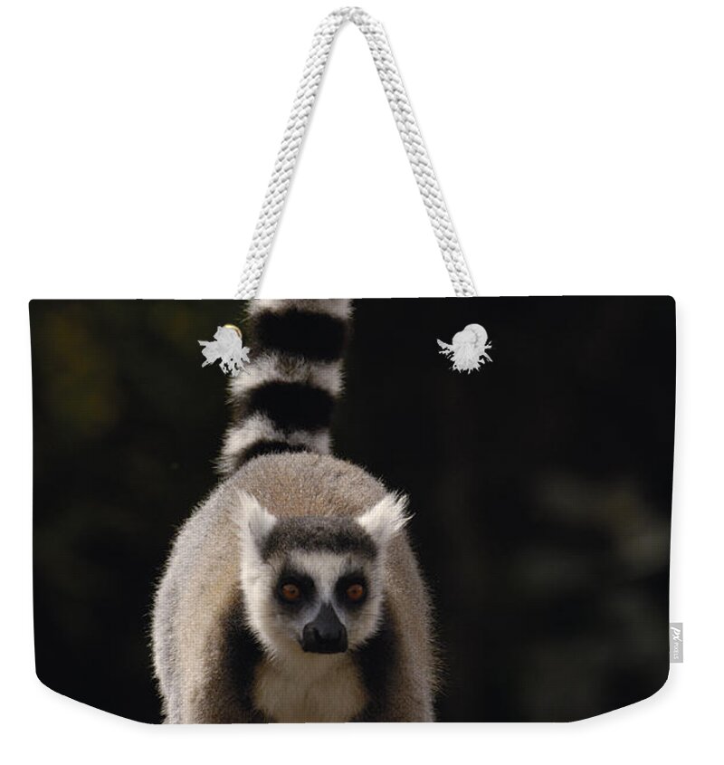Feb0514 Weekender Tote Bag featuring the photograph Ring-tailed Lemur Madagascar by Pete Oxford