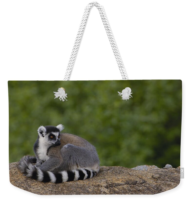 Feb0514 Weekender Tote Bag featuring the photograph Ring-tailed Lemur Resting On Rocks by Pete Oxford