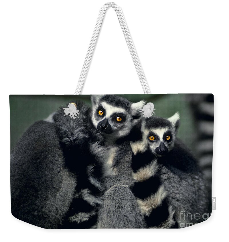 Africa Weekender Tote Bag featuring the photograph Ringtailed Lemurs Portrait Endangered Wildlife by Dave Welling