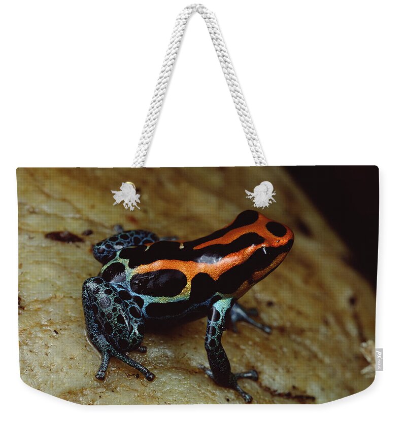 Feb0514 Weekender Tote Bag featuring the photograph Rio Madeira Poison Frog Peruvian by Mark Moffett