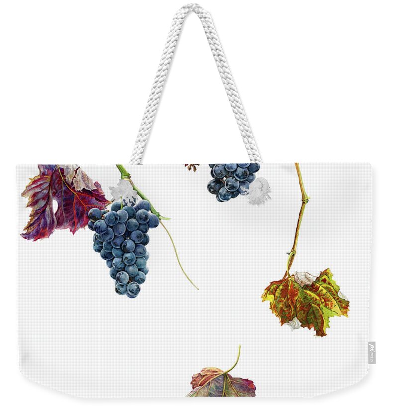 Autumn Weekender Tote Bag featuring the photograph Ripe Black Grapes Hanging On Vine by Ikon Ikon Images