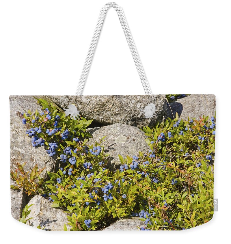 Blueberry Weekender Tote Bag featuring the photograph Ripe Maine Low Bush Wild Blueberries Photograph by Keith Webber Jr