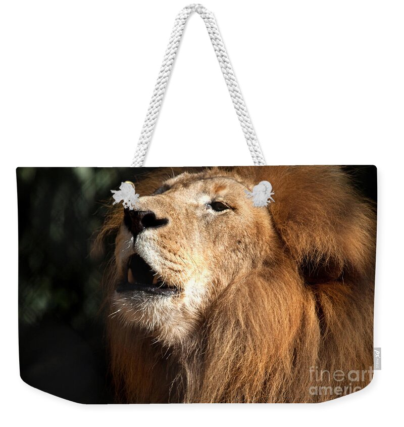 Lion Weekender Tote Bag featuring the photograph Roar - African Lion by Meg Rousher
