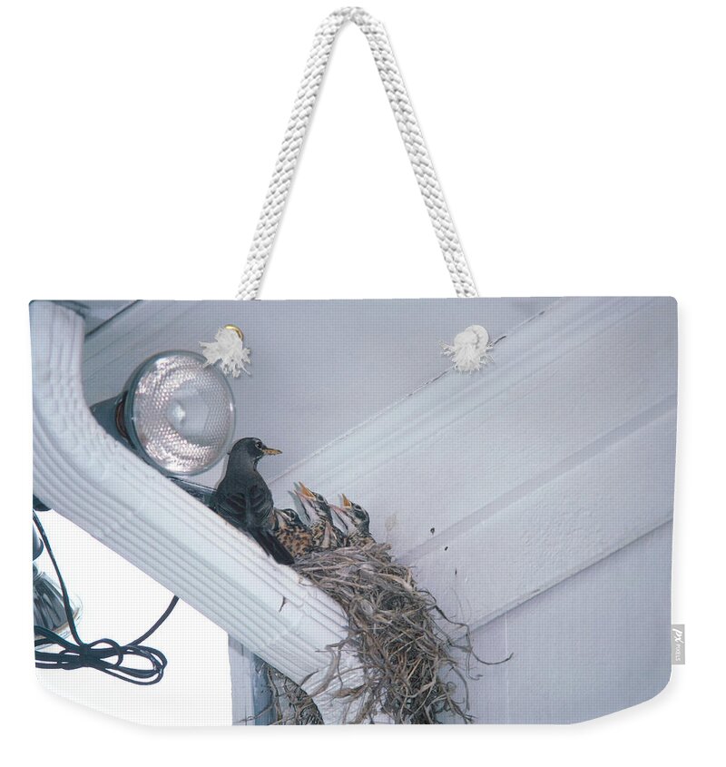Adult With Chicks Weekender Tote Bag featuring the photograph Robin Nest by Eunice Harris