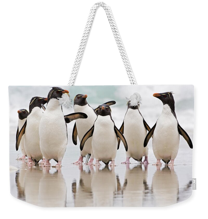 533777 Weekender Tote Bag featuring the photograph Rockhopper Penguin Emerging by Heike Odermatt