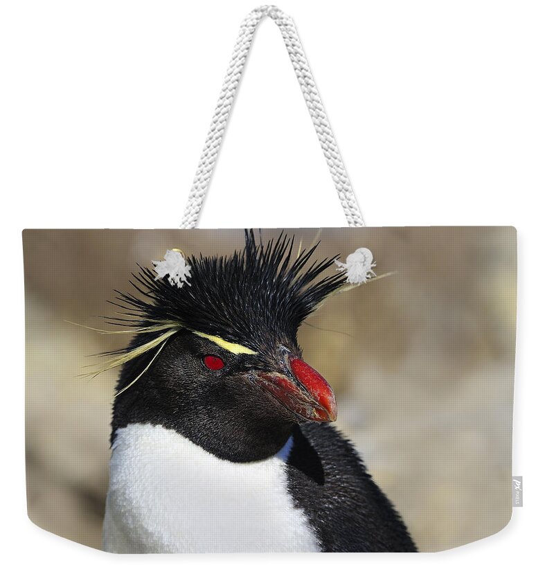 Eudyptes Chrysocome Chrysocome Weekender Tote Bag featuring the photograph Rockhopper by Tony Beck