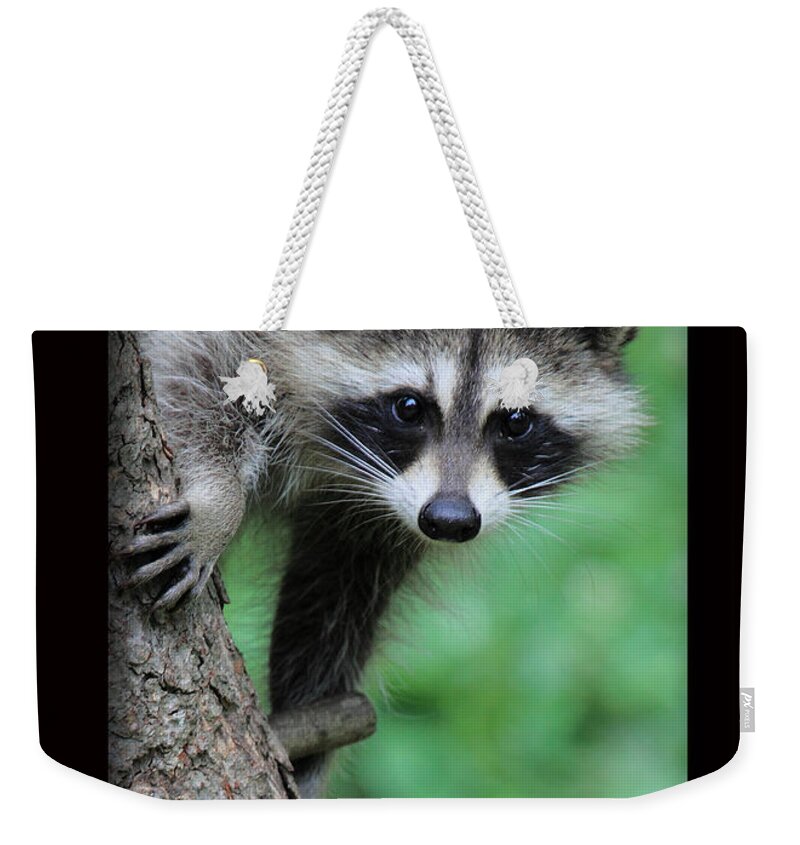 Bandits Weekender Tote Bag featuring the photograph Rocky Racoon by PJQandFriends Photography